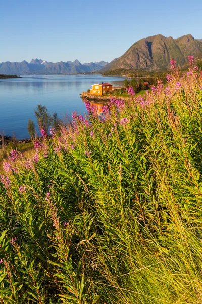 Lofoten — Stock Photo, Image