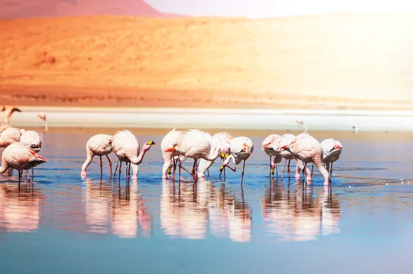 Flamingo — Fotografie, imagine de stoc