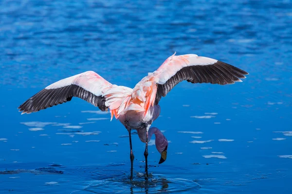 Flamingo Ordförande — Stockfoto