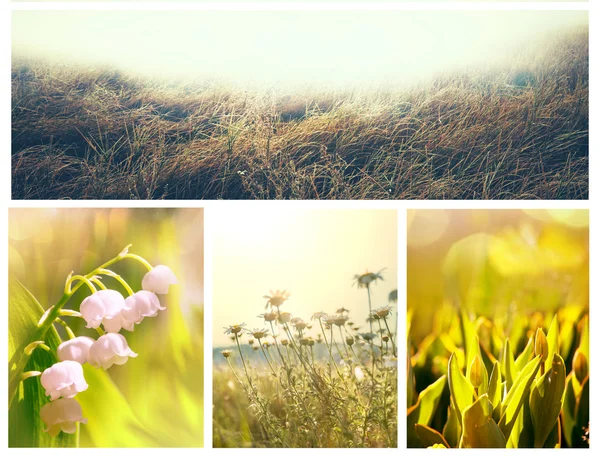 Collage de flores —  Fotos de Stock