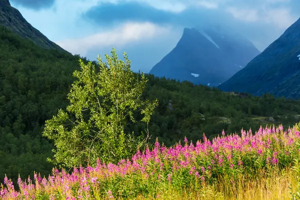 Norveç dağlarında — Stok fotoğraf