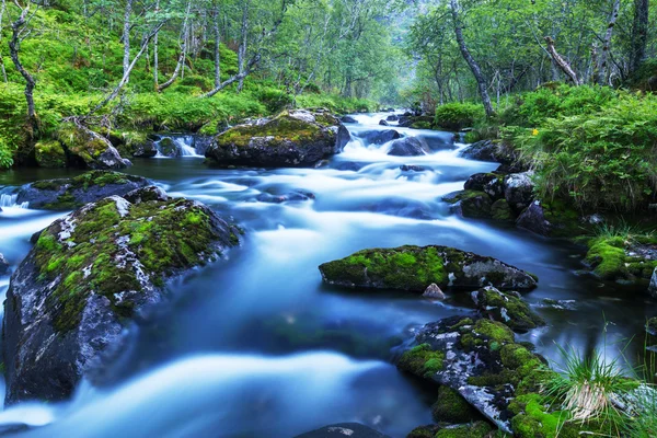 Bäcken i skogen — Stockfoto