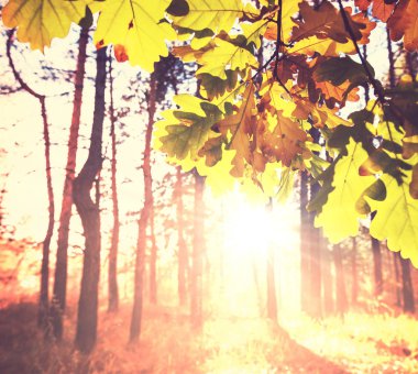 Sonbahar Yaprakları