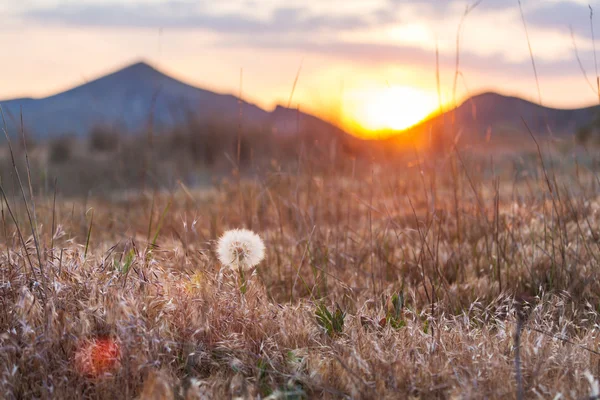 Karahindiba. — Stok fotoğraf