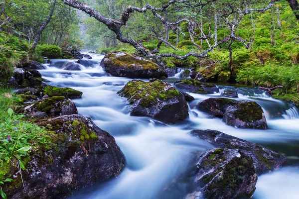 Creek στο δάσος — Φωτογραφία Αρχείου