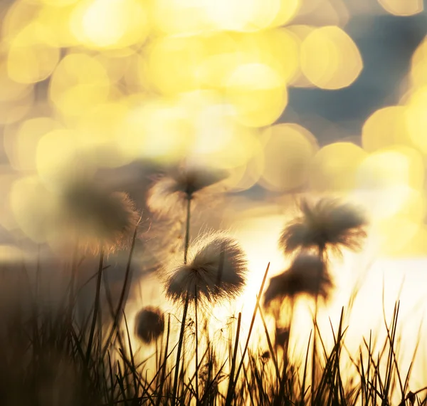 Polar flowers — Stock Photo, Image