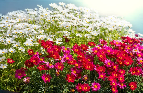 Flores — Fotografia de Stock