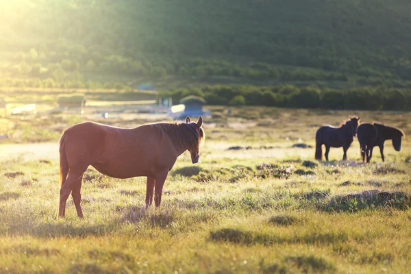 Pferd — Stockfoto