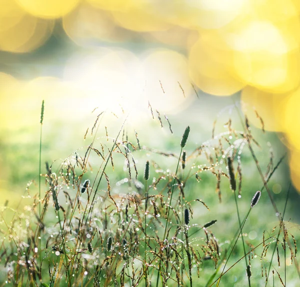 Grassland — Stock Photo, Image