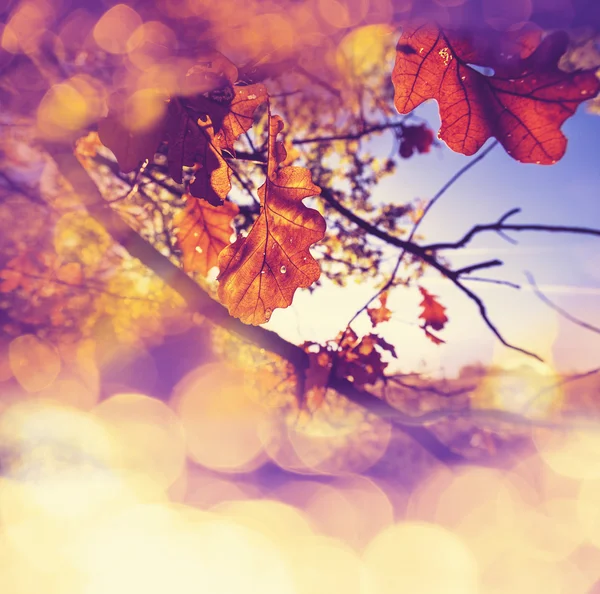 Autumn — Stock Photo, Image