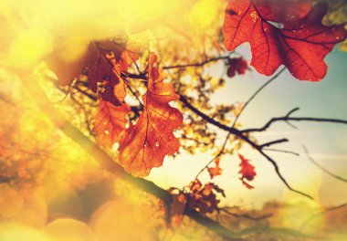 Sonbahar Yaprakları