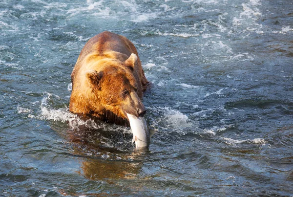 Orso in Alaska — Foto Stock