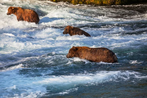 Ours sur Alaska — Photo