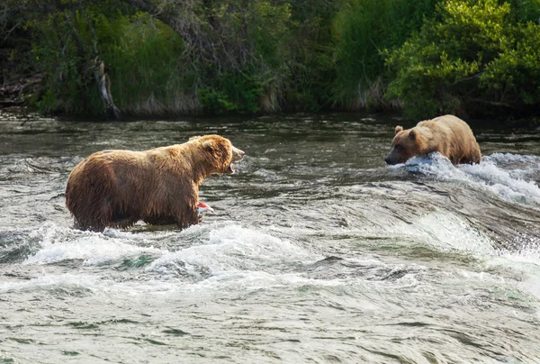 Bära på alaska — Stockfoto