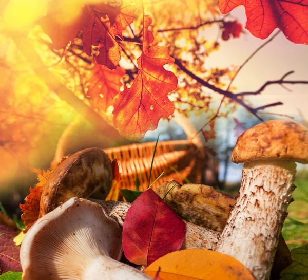 Mushrooms — Stock Photo, Image