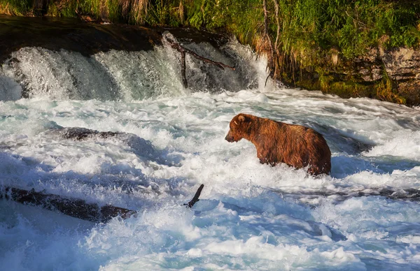 Bear on Alaska — Stock Photo, Image