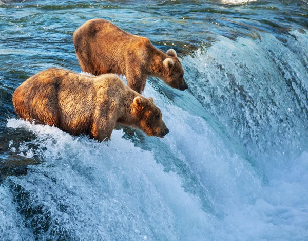 Niedźwiedź na Alasce — Zdjęcie stockowe