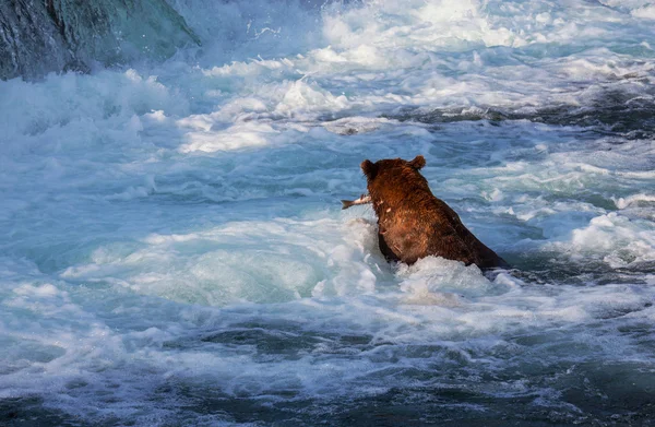 Alaska ayı — Stok fotoğraf