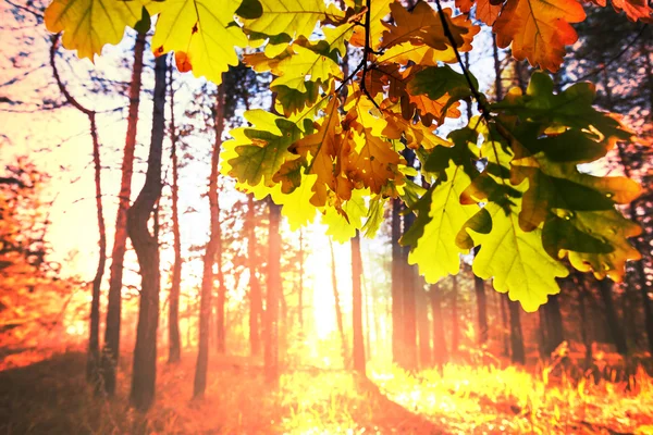 Herbstblätter — Stockfoto