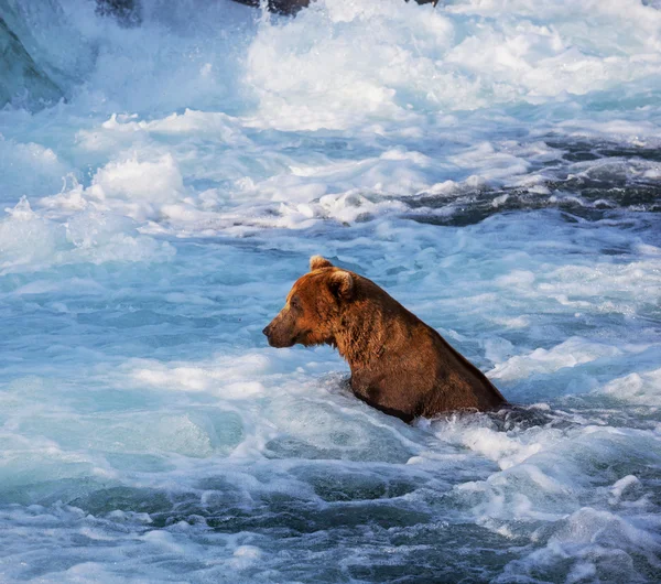 Bear on Alaska Royalty Free Stock Photos