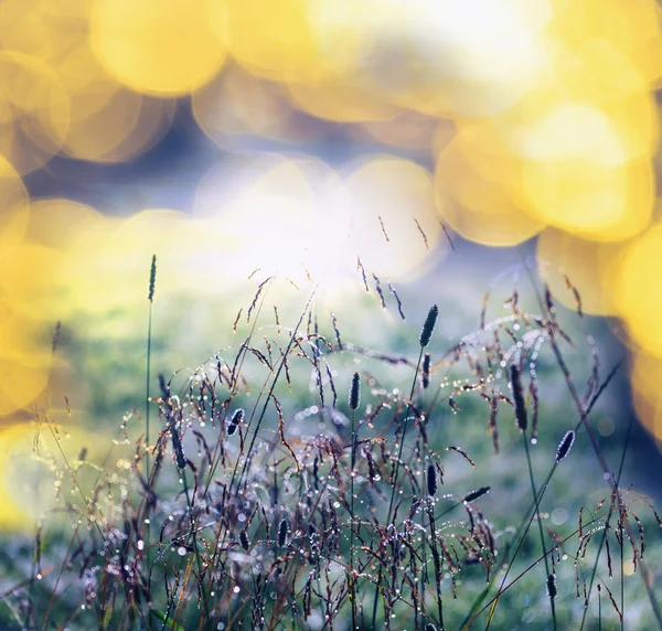 Grassland — Stock Photo, Image