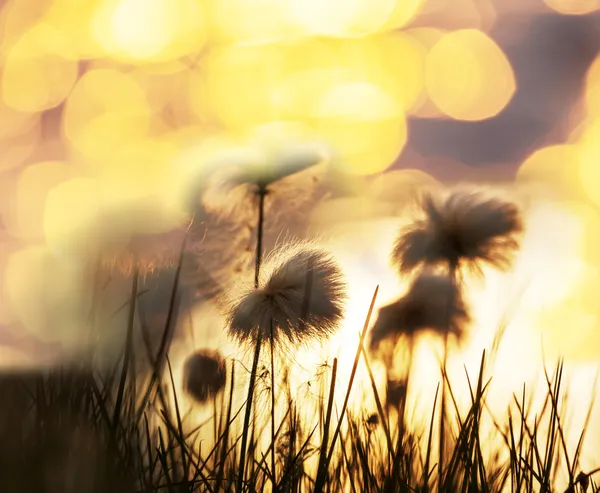 Polar flowers — Stock Photo, Image