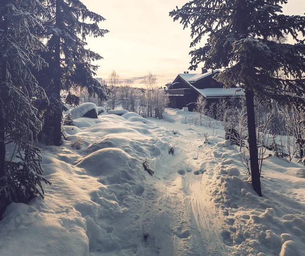 Talvimetsä — kuvapankkivalokuva