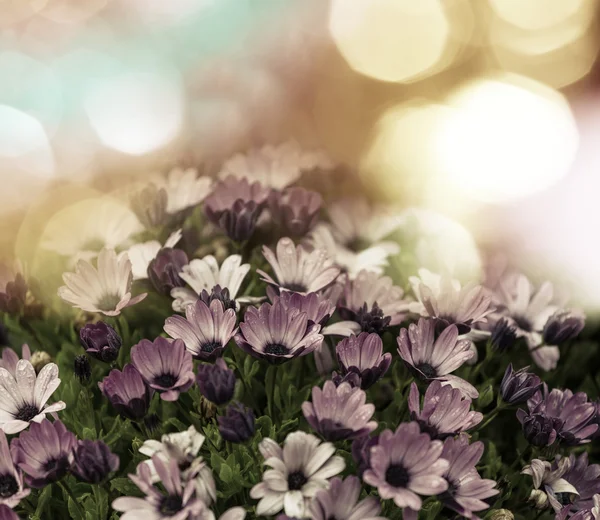 Blumen Hintergrund — Stockfoto