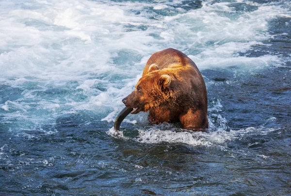 Orso in Alaska — Foto Stock