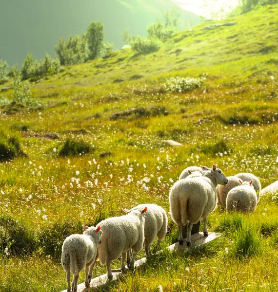 Sheep in Norway — Stock Photo, Image