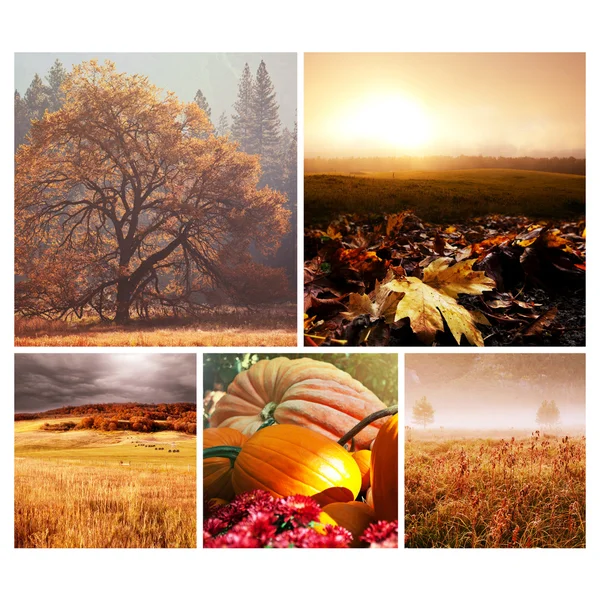 Autumn collage — Stock Photo, Image