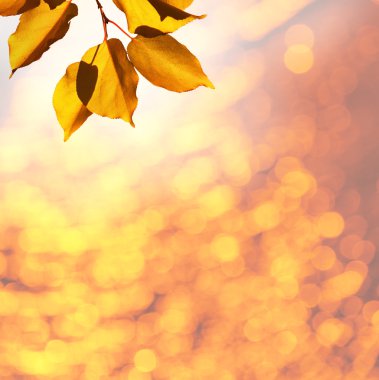 Sonbahar Yaprakları