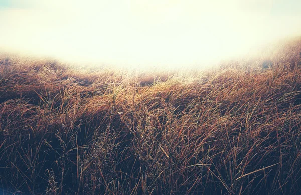 Autumn meadow — Stockfoto