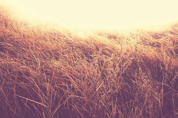 Pradera de otoño — Foto de Stock