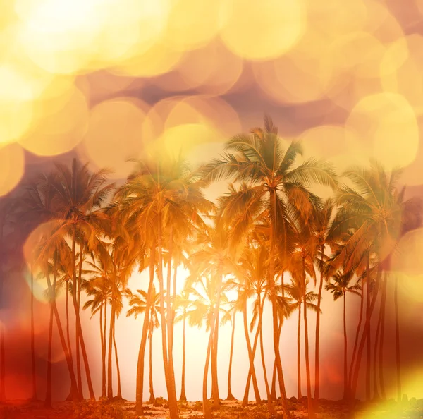 Tropical beach — Stock Photo, Image