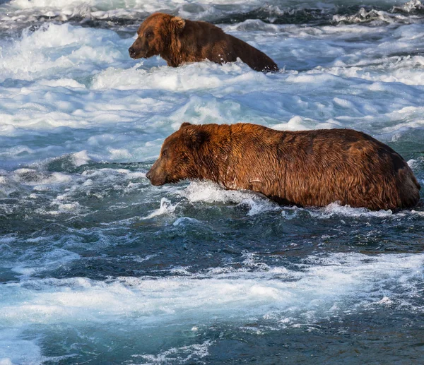 Oso en Alaska —  Fotos de Stock