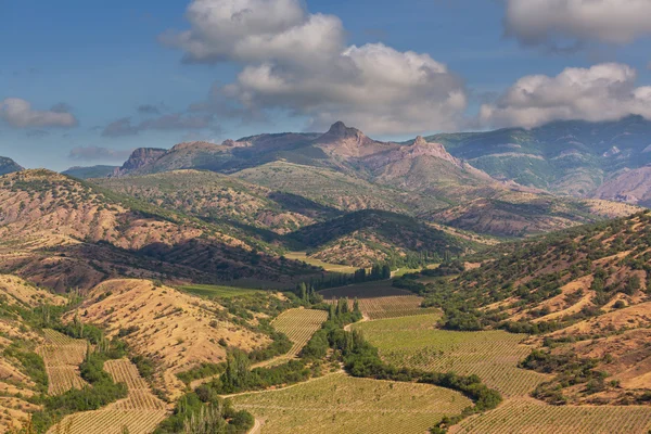 Fields in Crimea — Stock Photo, Image