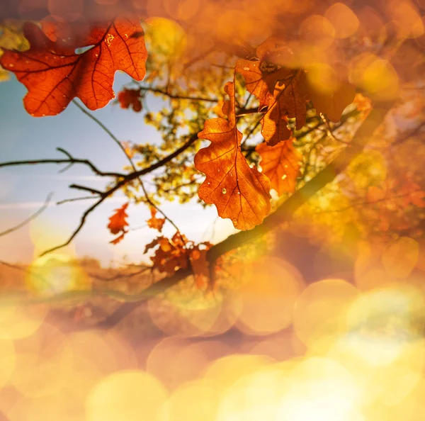 Autumn — Stock Photo, Image