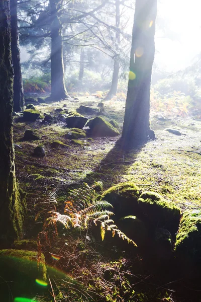 Brouillard dans la forêt — Photo