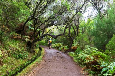 Madeira üzerinde zam
