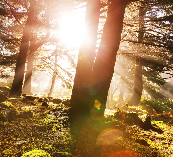 Autumn forest — Stock Photo, Image