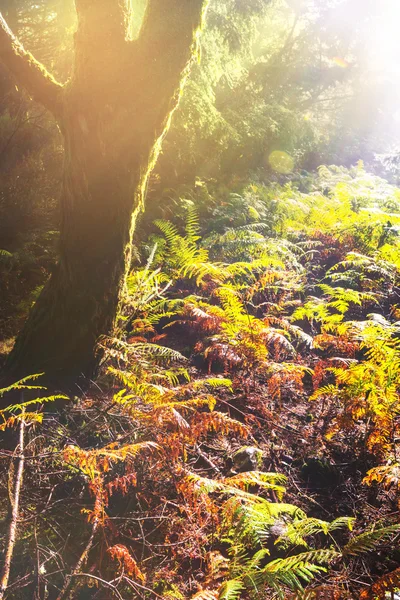 Herfstbos — Stockfoto