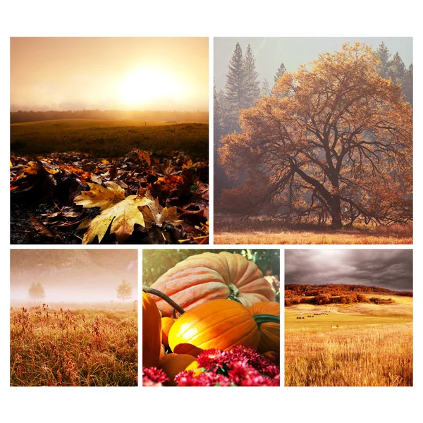 Autumn set — Stock Photo, Image