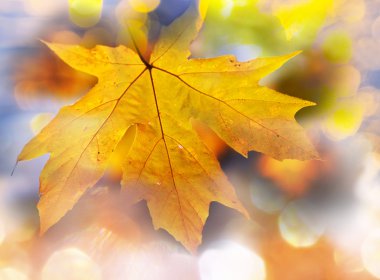 Sonbahar Yaprakları