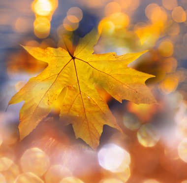 Sonbahar Yaprakları