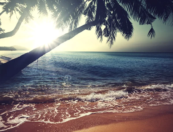 Tropical beach — Stock Photo, Image