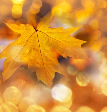 Sonbahar Yaprakları