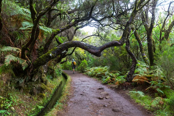 Madeira zammı — Stok fotoğraf
