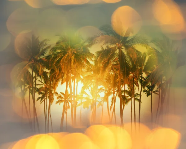 Tropical beach — Stock Photo, Image