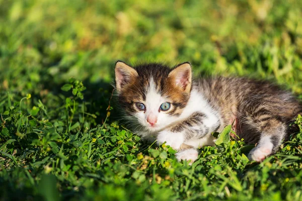 Kattunge — Stockfoto